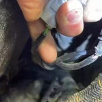 Cat-Entfernungssatz Temperatursensorstecker